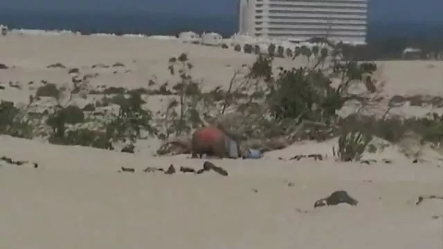 סקס ללא רישום  מודל מצלמת רשת מראה סרט ארוטי מלא סטריפטיז דק